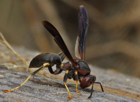Polistes metricus